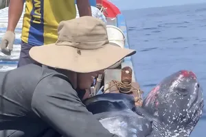 Ngư dân thả rùa quý hiếm nặng 200kg về biển. Ảnh: ND