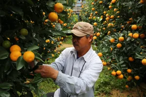 Thủ phủ quất cảnh Hội An đắt hàng, người trồng thắng lớn