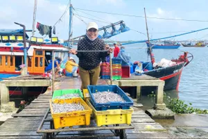 Trúng đậm cá cơm, ngư dân Quảng Nam bỏ túi tiền triệu mỗi ngày