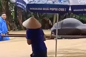 300 ngôi nhà ở vùng rốn lũ ngập sâu, người dân chua xót dắt trâu chết ra ngoài