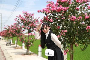 Tường vi nở rộ nhuộm hồng đường quê ở Đà Nẵng