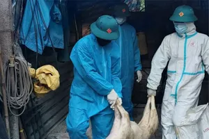 TP Đà Nẵng, Quảng Ngãi đưa cán bộ thú y về xã chống Dịch tả lợn Châu Phi