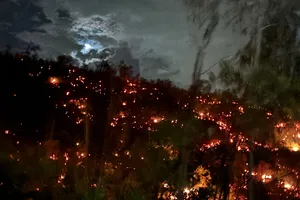 Lãnh đạo TP Đà Nẵng 'xung trận' dập cháy rừng nghiêm trọng tại rừng keo