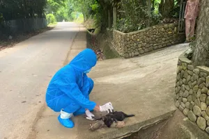 Chó dại cắn nhiều người ở TP Đà Nẵng đã bị con chó khác cắn chết.