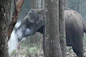 Chuyện lạ: Chú voi hút thuốc nhả khói như người