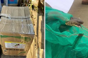 Đang vận chuyển 2 con rắn nghi hổ mang chúa thì bị bắt 