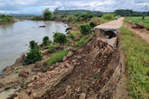 Ruộng đồng khô héo vì sạt lở bờ sông
