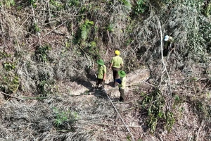 Chặt phá hơn 6.000 m2 rừng lồ ô