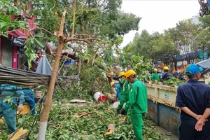 Cây đa cổ thụ ven đường gãy đổ làm bị thương 1 phụ nữ 