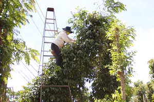Thu hoạch 'vàng đen' nhiều nguy hiểm, chủ vườn hồ tiêu khó kiếm nhân công