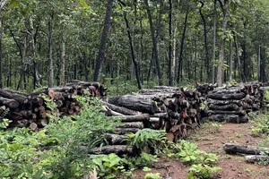 Làm rõ gần 400 ha rừng bị suy giảm tại trung tâm bảo tồn voi ở Buôn Đôn 