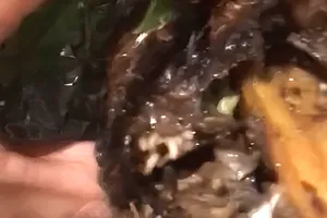 Phạt chủ quán bán cá lóc nướng có dòi hơn 4 triệu đồng