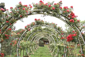 Biến khu đất hoang thành vườn hoa hồng rực rỡ 