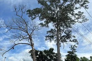 Xã đề xuất chi 400 triệu đồng để xử lý cây dầu rái đã chết