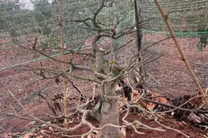 Khởi tố nhóm chuyên trộm mai, cây chè để bán lấy tiền mua ma túy