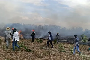 Đám cháy trong đêm thiêu rụi hàng chục ha rừng và mía lưu gốc