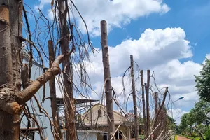 Hàng loạt cây Hoàng Nam chết khô ở TP Buôn Ma Thuột 