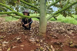 Vườn sầu riêng ở Đắk Lắk rụng trái hàng loạt, nghi bị đầu độc