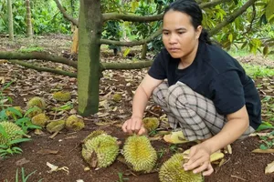 Đắk Lắk: Nhiều người trắng tay vì bị kẻ xấu phá hoại sầu riêng