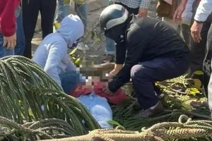 Vụ cô gái bán hoa ngày Valentine bị cây đè tử vong: Không khởi tố vụ án