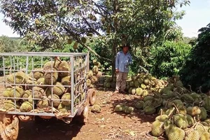 Sầu riêng rụng la liệt sau giông lốc, nông dân mất tiền tỉ