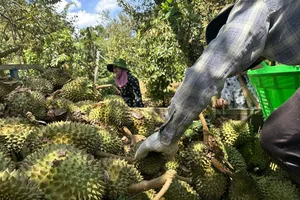 Hàng chục tấn sầu riêng rụng do giông lốc, nhiều nông dân trắng tay