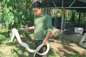 'Bệnh viện' cứu hộ động vật hoang dã giữa rừng