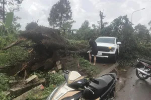 Đắk Lắk: Cây cổ thụ gần quán nhậu bị đổ, đè bẹp ô tô