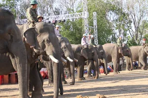 Lý do chú voi 8 tuổi ở Đắk Lắk bị nhổ cả hai ngà