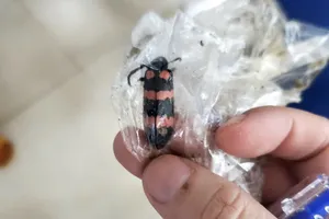 Ăn sâu ban miêu, một thanh niên ở Gia Lai tử vong