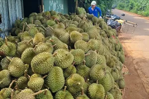 Đắk Lắk: Nông dân trồng sầu riêng đối diện mùa vụ thất thu vì...mưa