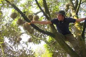 Thợ... gõ sầu riêng kiếm mỗi tháng cả 100 triệu đồng