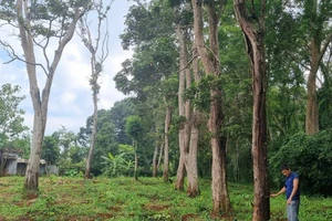 Chủ nhà kêu cứu vì lo 11 cây căm xe trong vườn gãy đổ