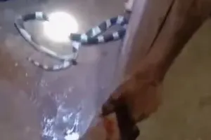 Người đàn ông tử vong sau nhiều ngày bị rắn cạp nia cắn