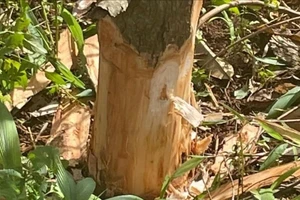 Xác định được nghi phạm gây ra vụ đẽo gốc sầu riêng tại Đắk Lắk