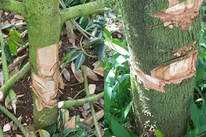 Kẻ xấu chặt ngọn, đẽo gốc vườn sầu riêng của dân