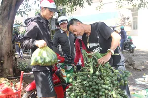 Nông dân trúng tiền tỉ, vựa cây giống cháy hàng vì giá cau tăng cao