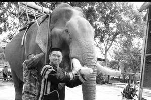 Đàn voi quỳ gối tiễn biệt người có nhiều voi nhất Đắk Lắk