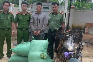 Mang cà phê tươi hái trộm đến bán cho đại lý thì bị bắt