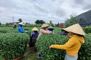 Người trồng hoa ở Buôn Ma Thuột lo lắng vì vắng thương lái 