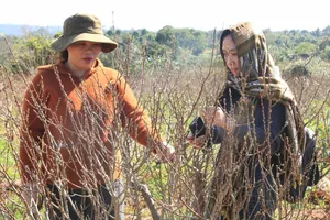 Làng đào Nhật Tân 20 ha ở Đắk Lắk sắp vào hội