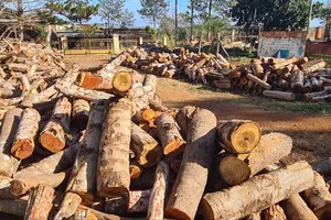 Gần 570 cây gỗ bị đốn hạ dọc đường tuần tra biên giới ở Đắk Nông