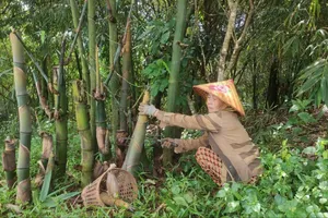 Trồng tre bốn mùa lấy măng, thu lãi hàng tỉ đồng mỗi năm