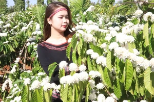 Hoa cà phê nở trắng núi đồi