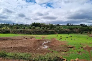 Hồ chứa nước thành nơi chăn bò, dân lo cây chết khô góp tiền mua nước theo giờ