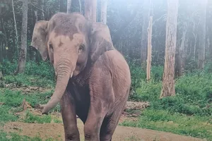 Được cứu sau khi rơi xuống giếng, chú voi con bám theo người đã cứu mình