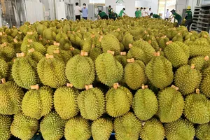 Đắk Lắk tìm giải pháp xuất khẩu sầu riêng sau cảnh báo đỏ