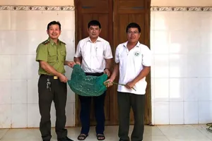 1 phụ nữ tham gia bắt trăn gấm trong chuồng gà để bàn giao cho chính quyền