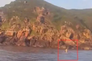 Cá voi lại xuất hiện trên vùng biển Đắk Lắk