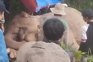 Voi cái chết trong rừng nghi bị voi đực húc trúng